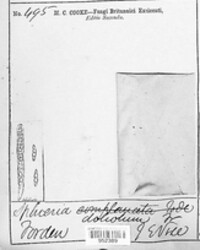 Leptosphaeria doliolum image
